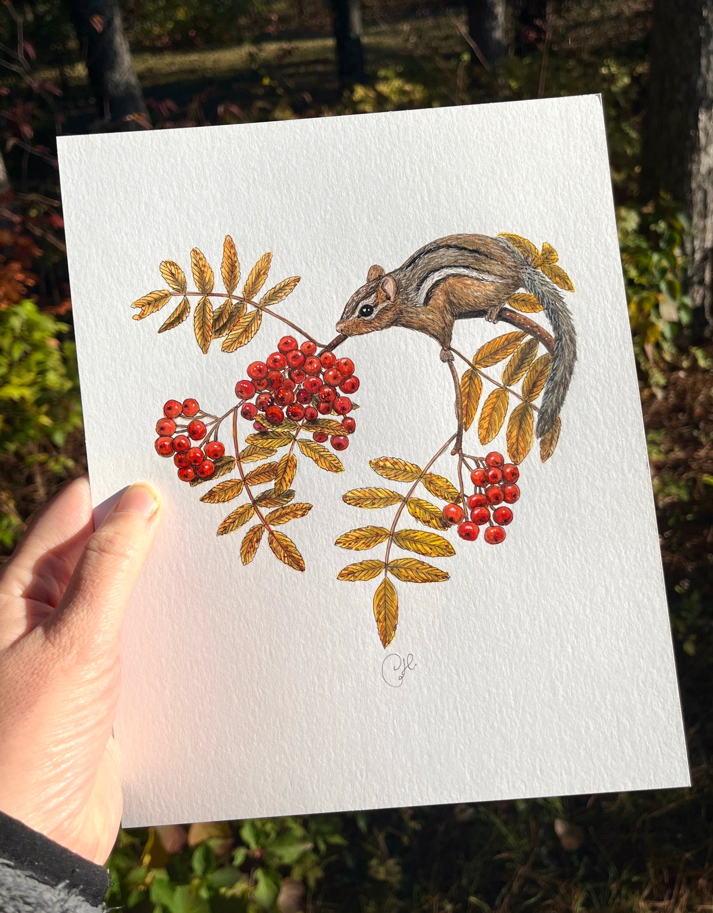 Impression d'art - Le tamia au sorbier