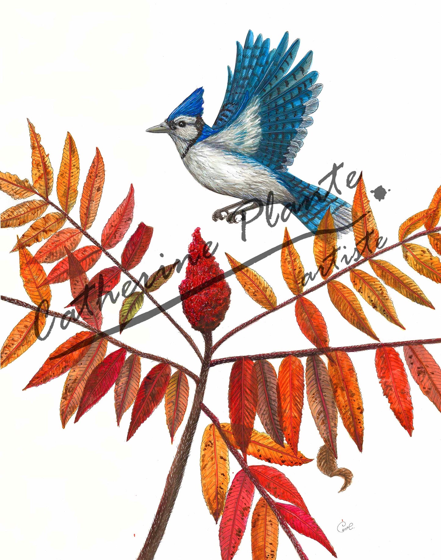 Grande impression d'art - Le geai bleu et le vinaigrier