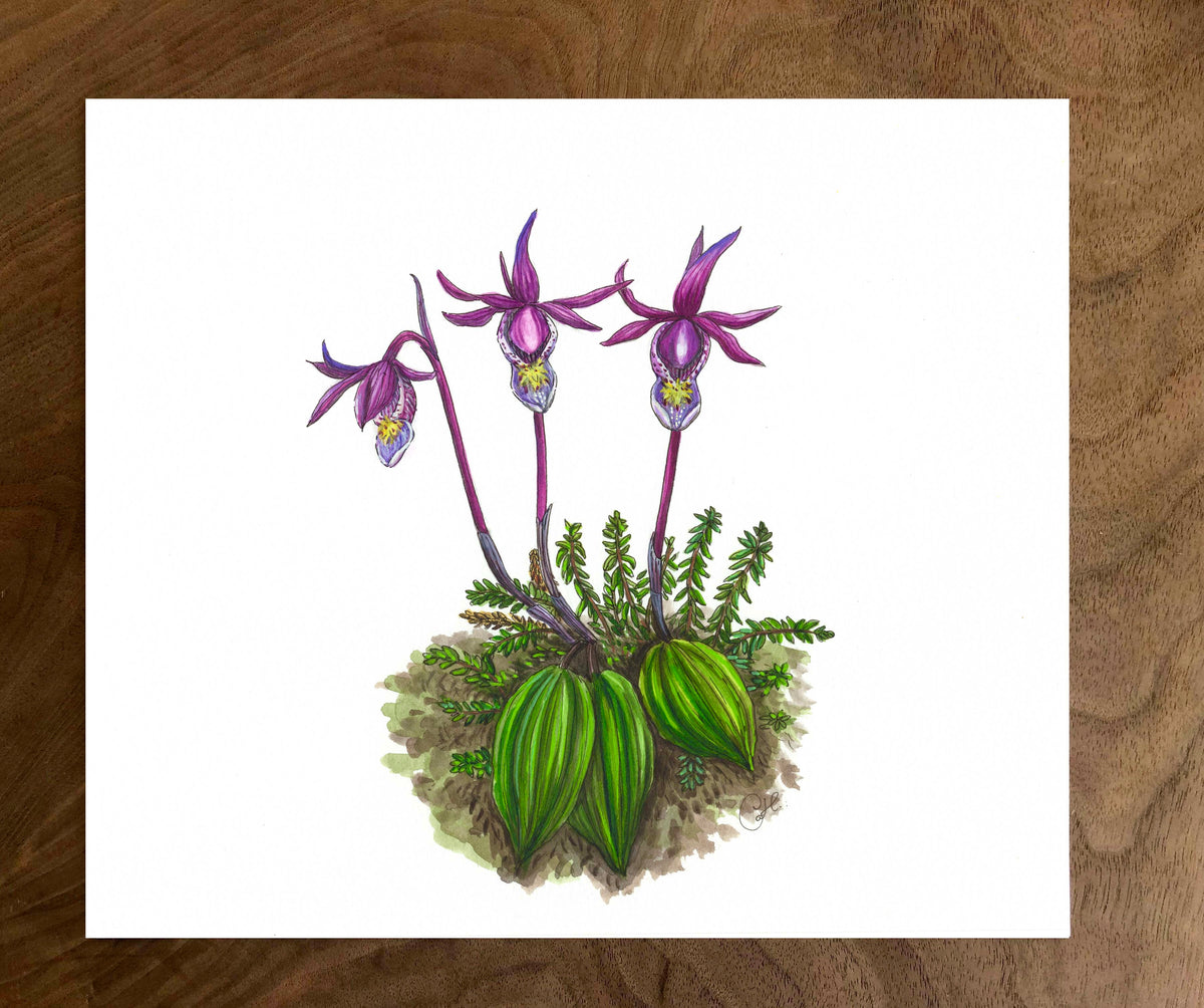 Original illustration - Calypso bulbosa