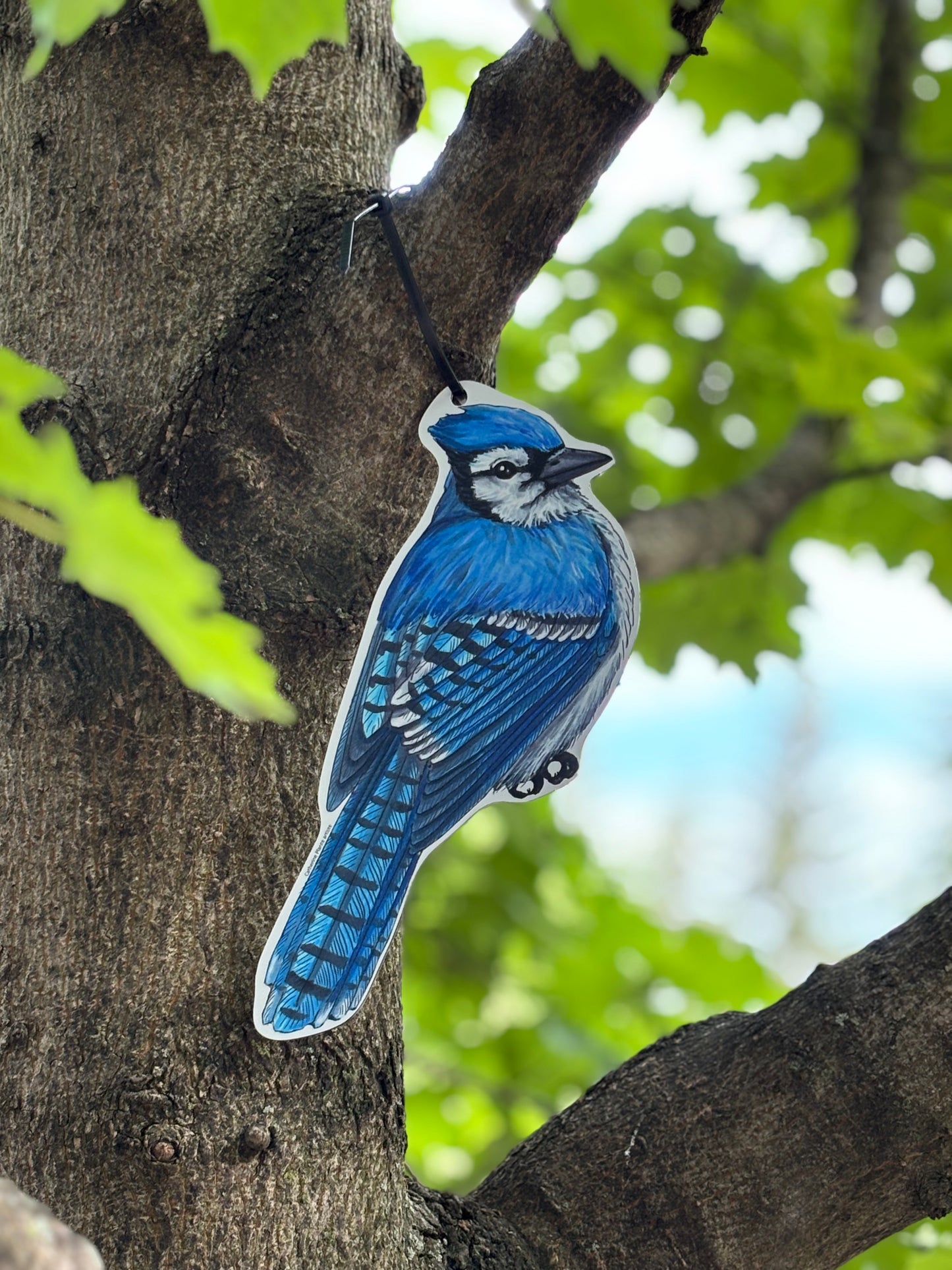 Rallye d'oiseaux - Modèle de base: Ornithologue amateur