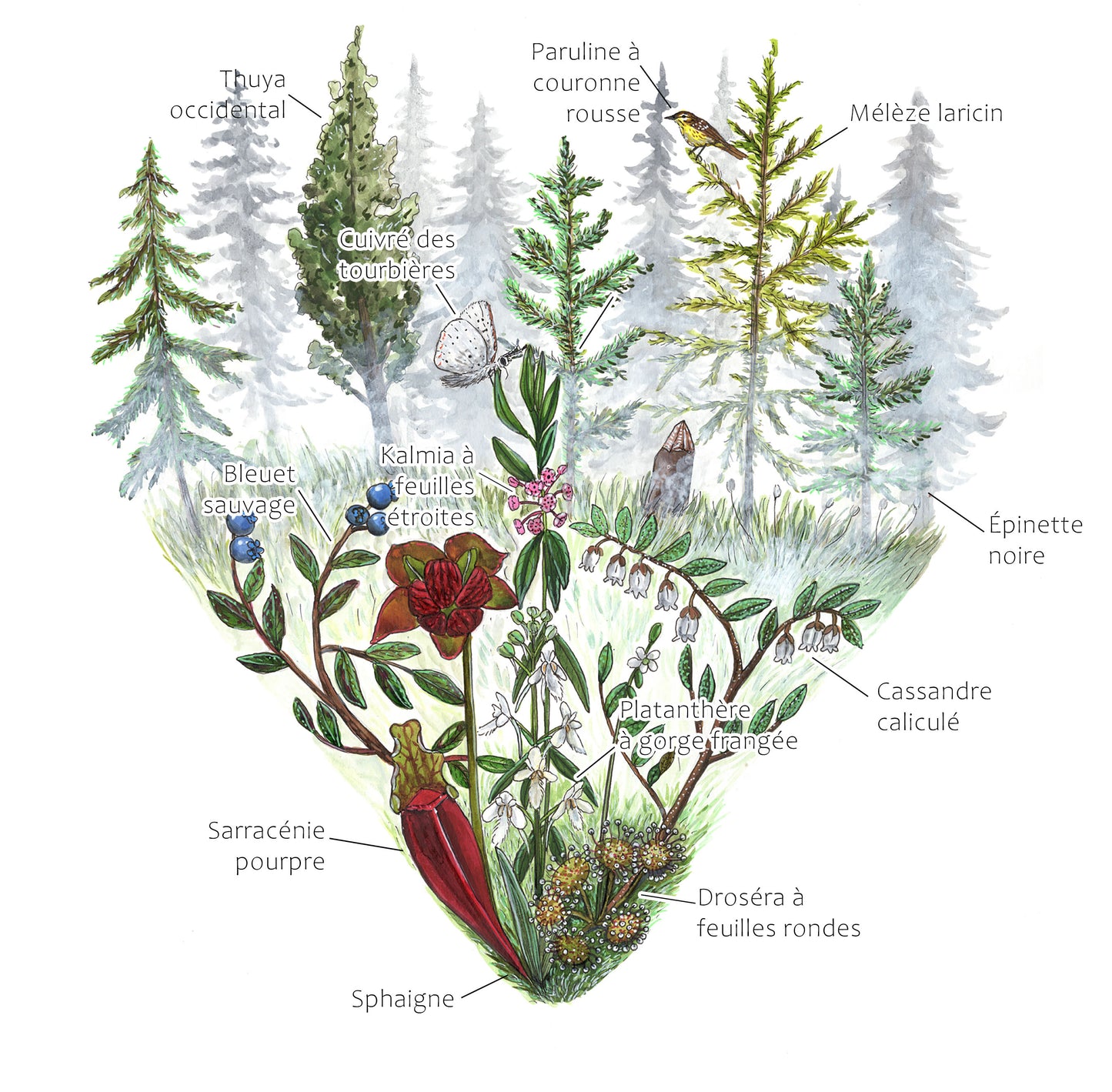 Milieu humide de Béthanie