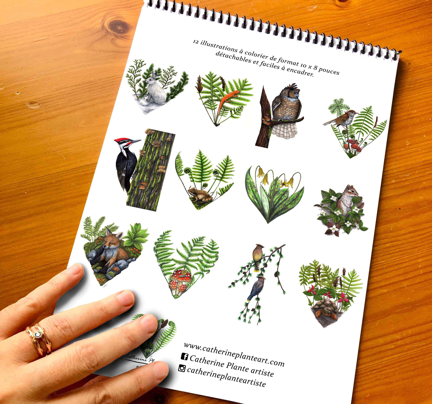 Coloring Book - Creatures of Our Forests