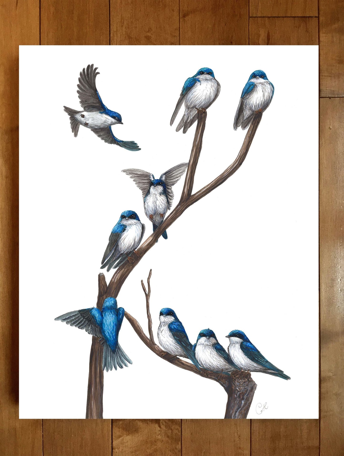 Large original illustration - Swallow dormitory