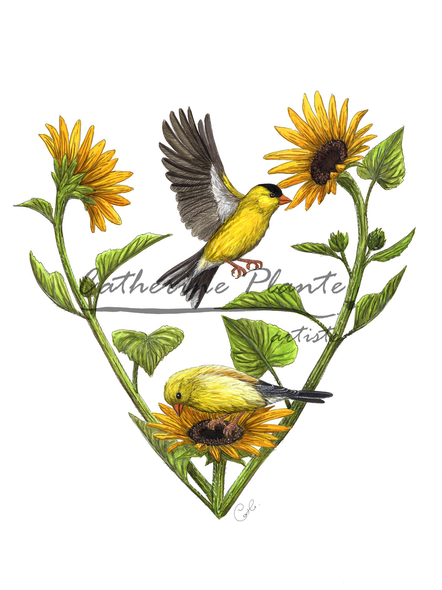 Grande illustration originale - Chardonnerets au coeur de tournesols
