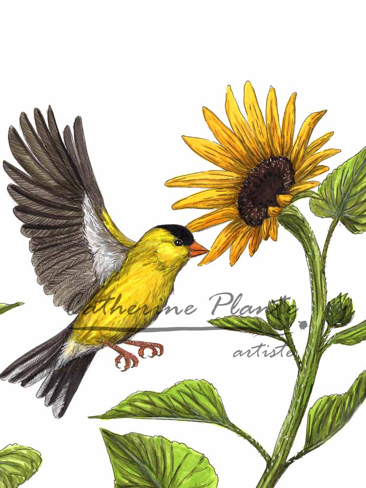Grande illustration originale - Chardonnerets au coeur de tournesols