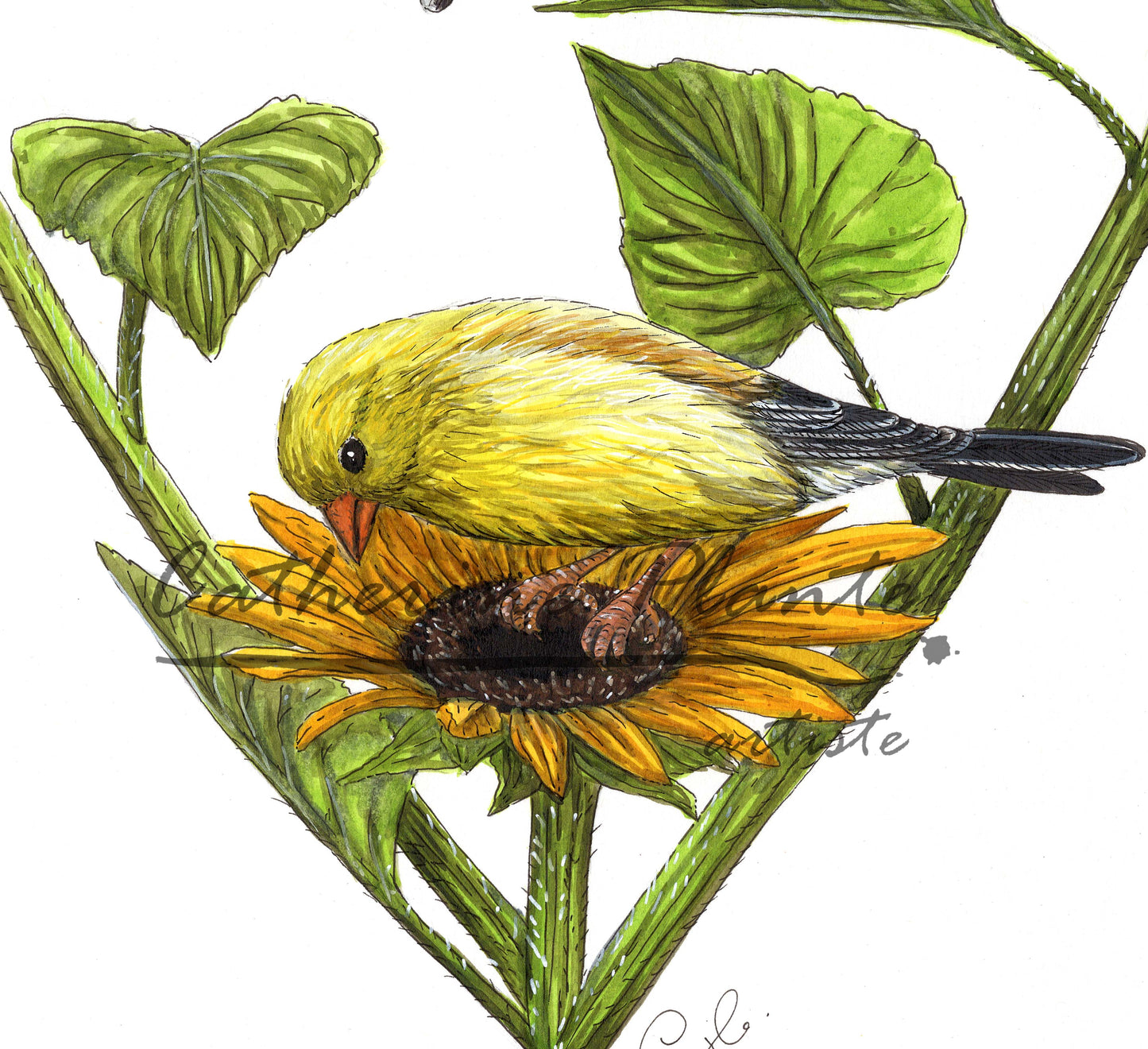 Grande illustration originale - Chardonnerets au coeur de tournesols