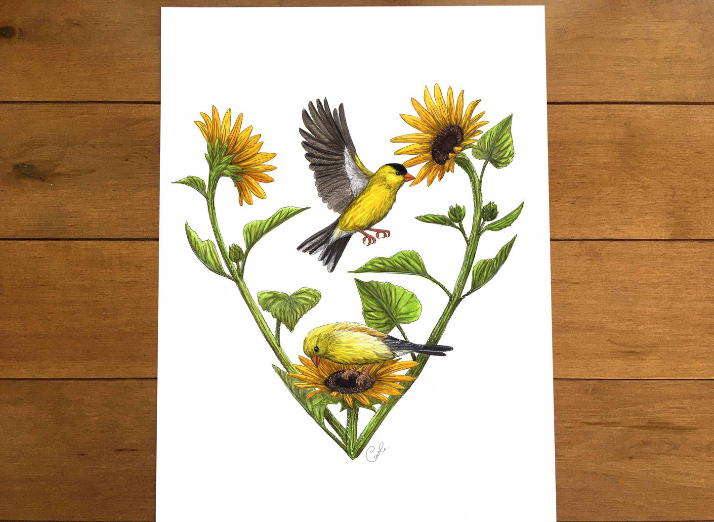 Grande illustration originale - Chardonnerets au coeur de tournesols