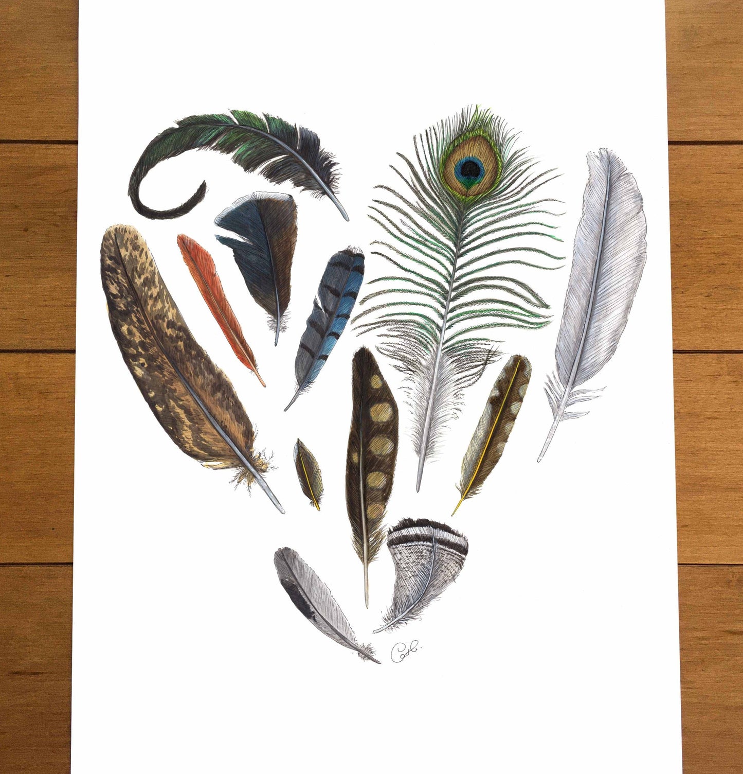 Illustration botanique ou animalière sur papier
