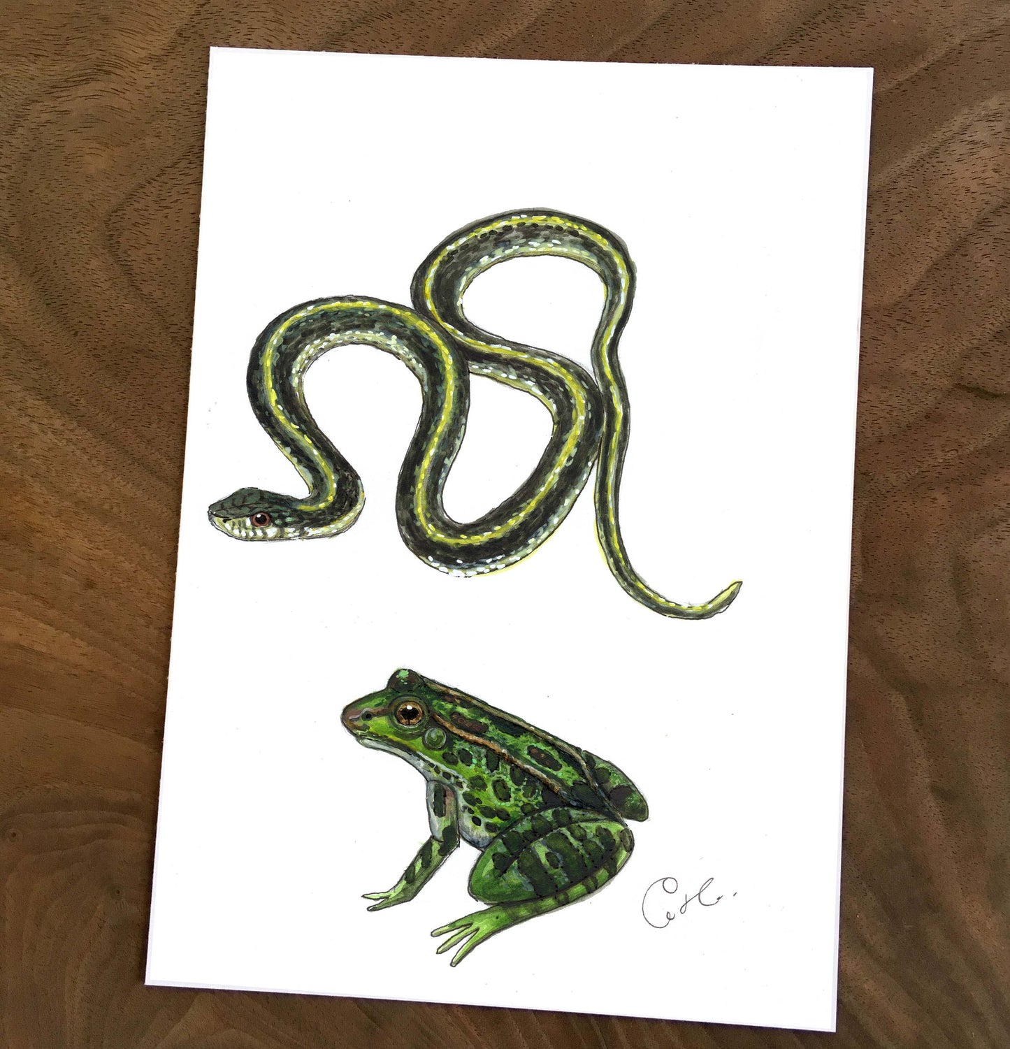 Small Original Illustrations - Selection of Five Works of Amphibians and Reptiles