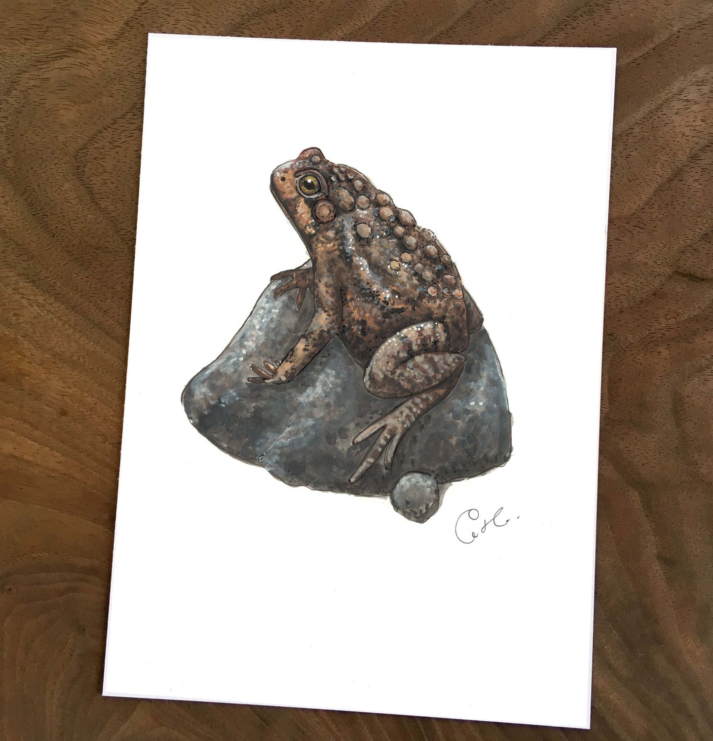Small Original Illustrations - Selection of Five Works of Amphibians and Reptiles