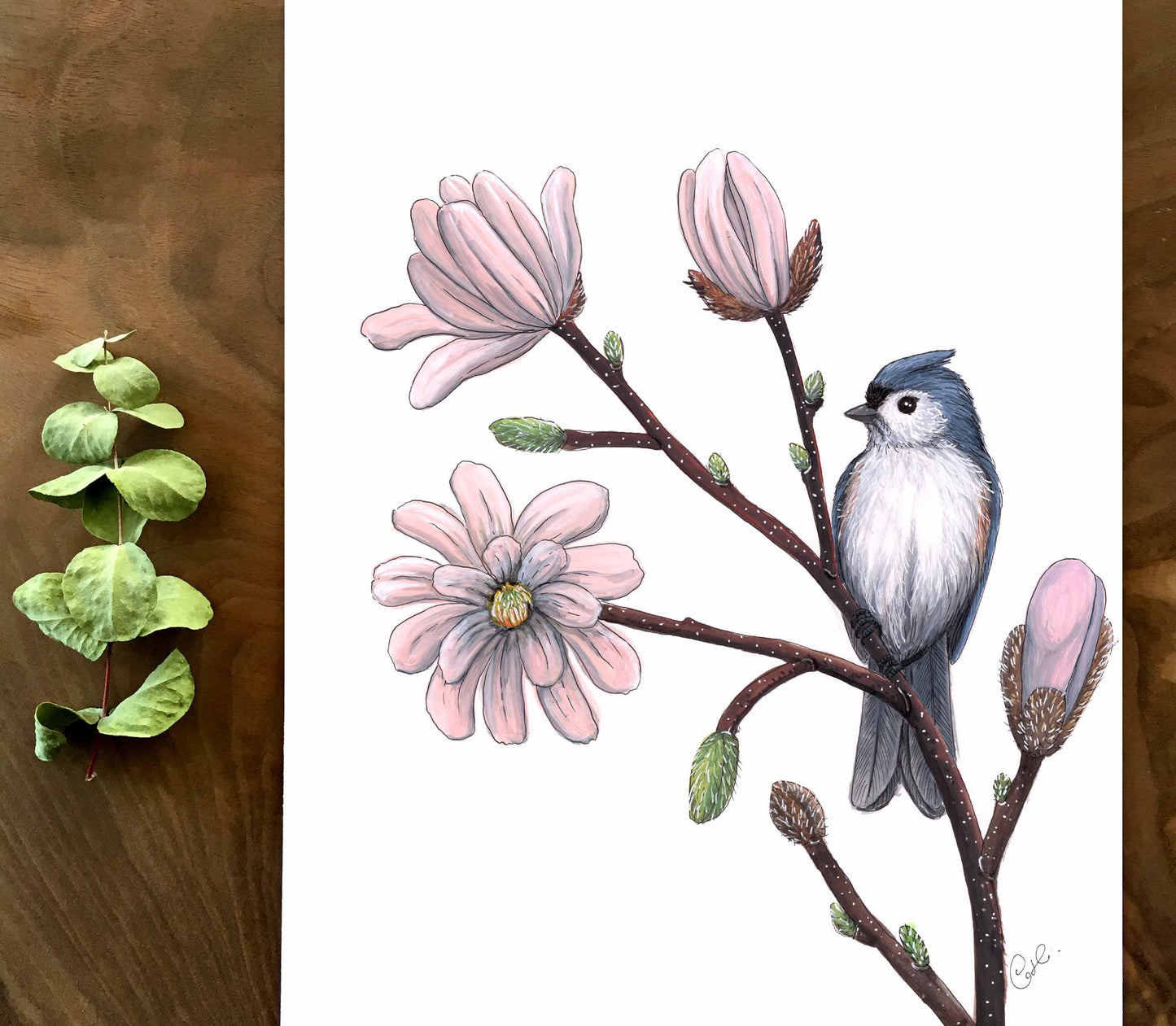 Illustration botanique ou animalière sur papier