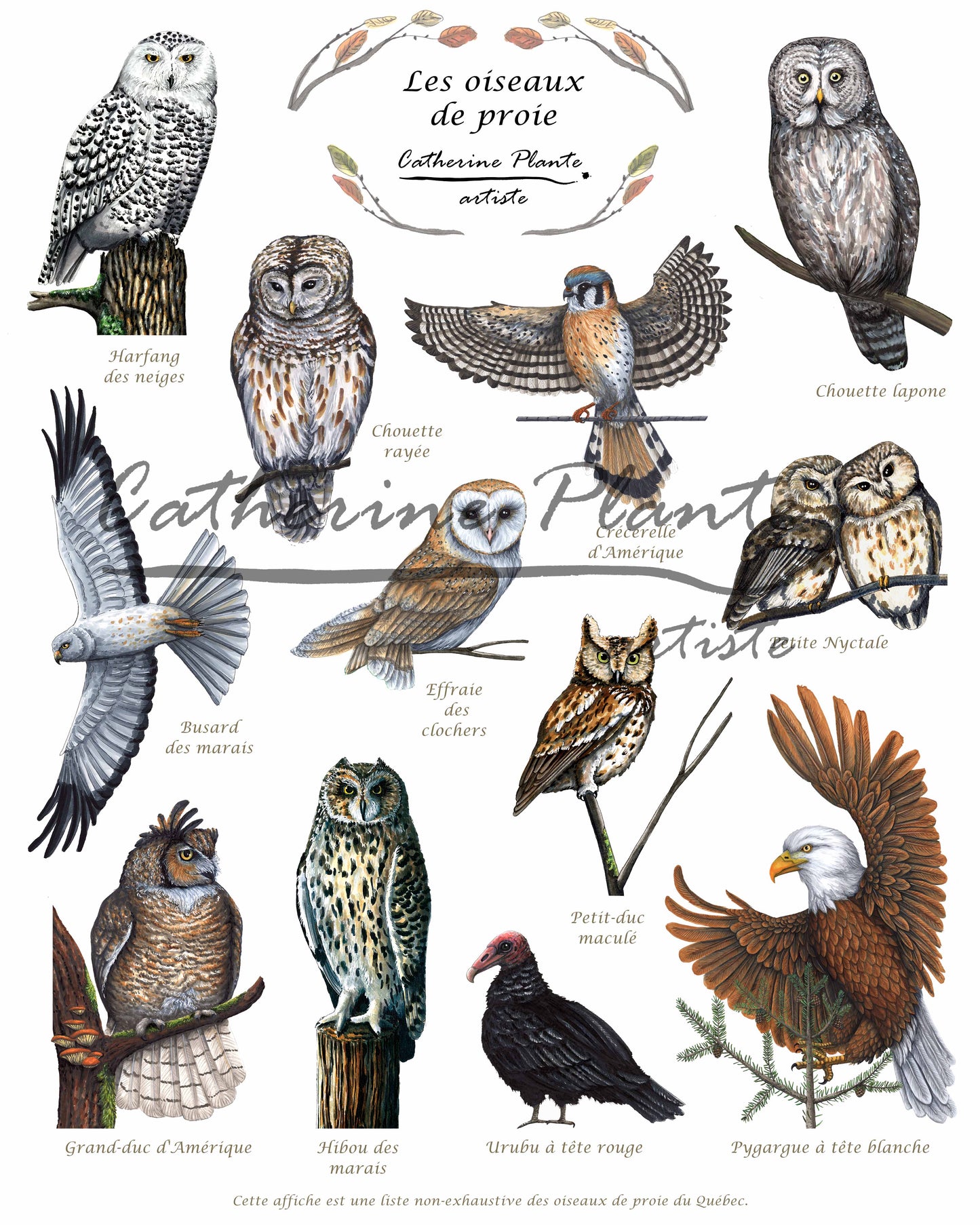 Educational Poster - Birds of Prey