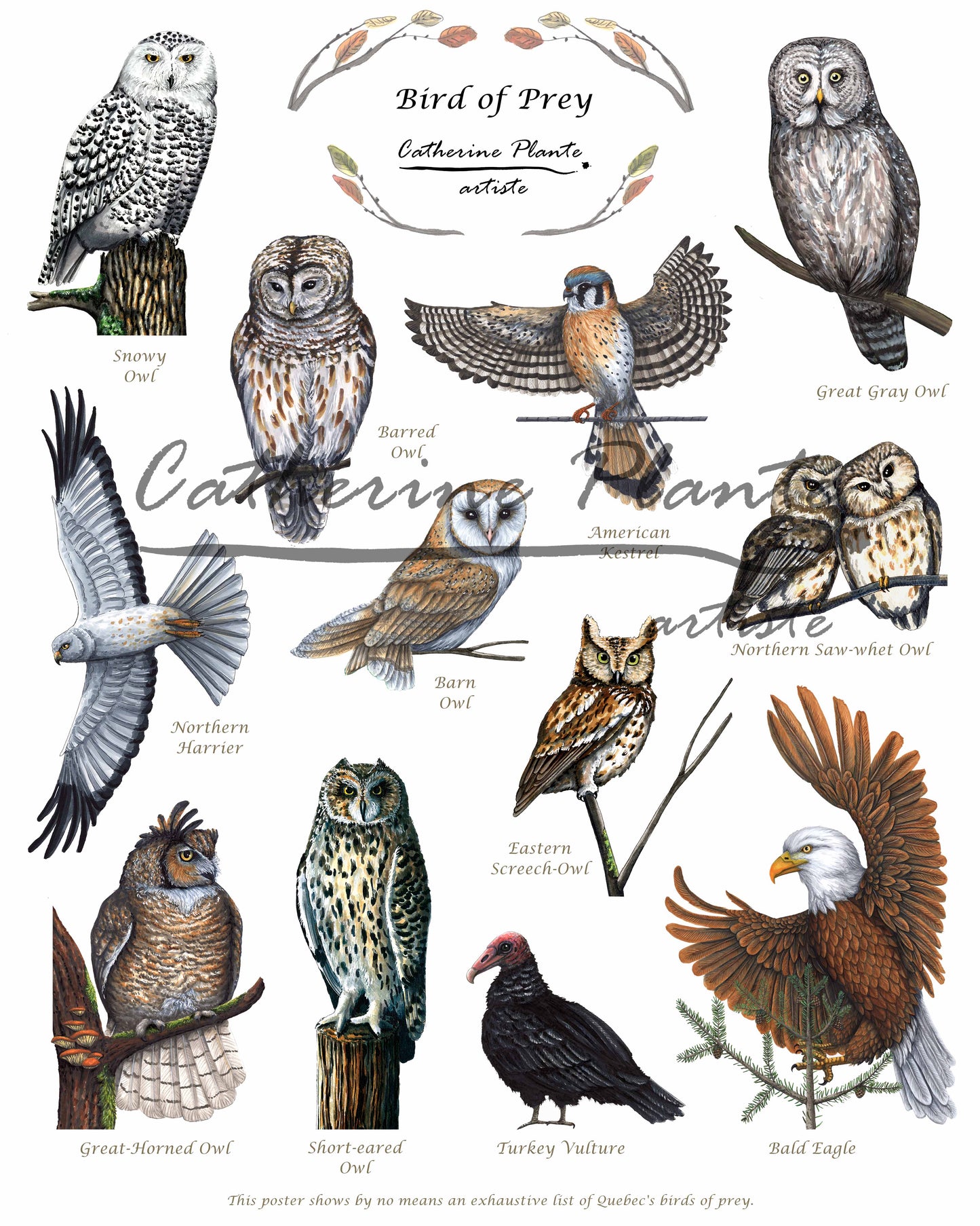 Educational Poster - Birds of Prey