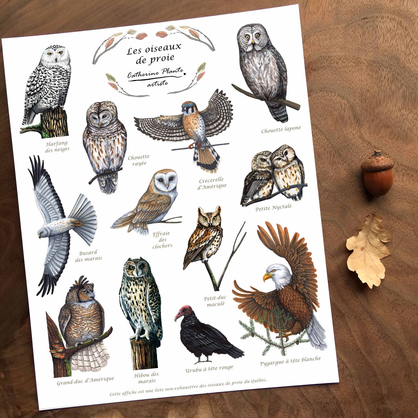 Educational Poster - Birds of Prey