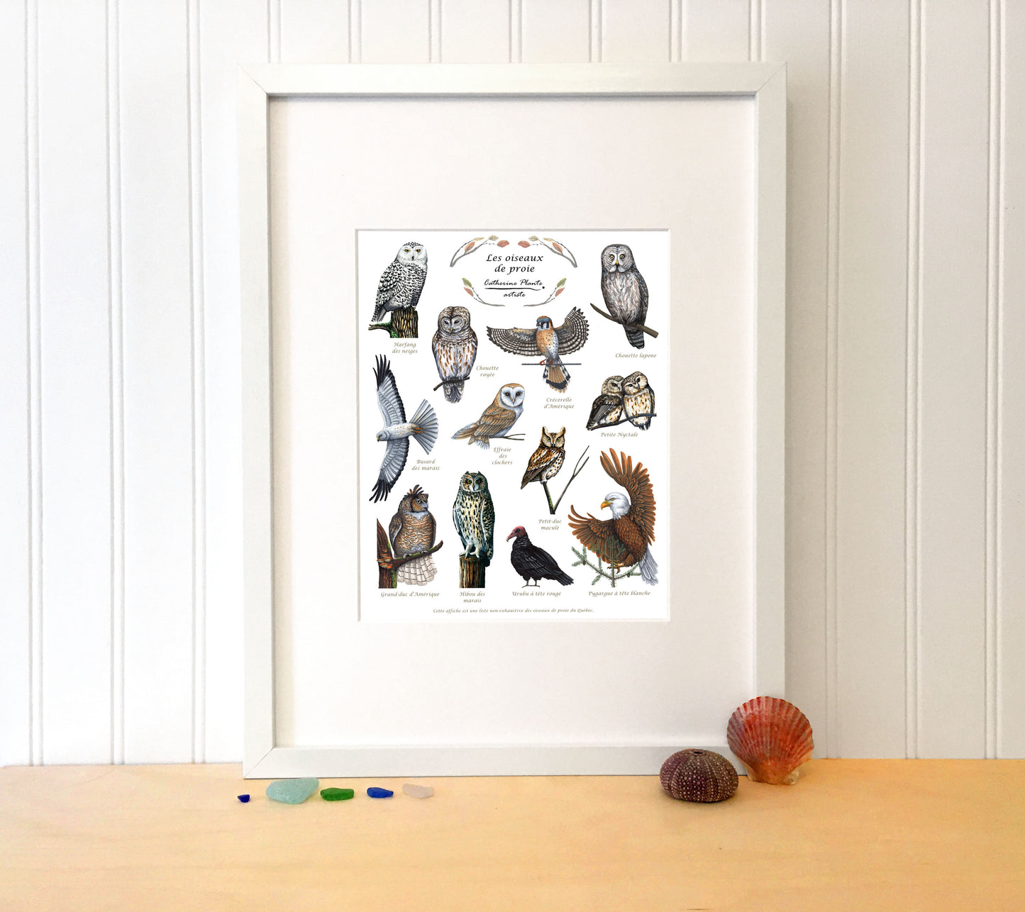 Educational Poster - Birds of Prey