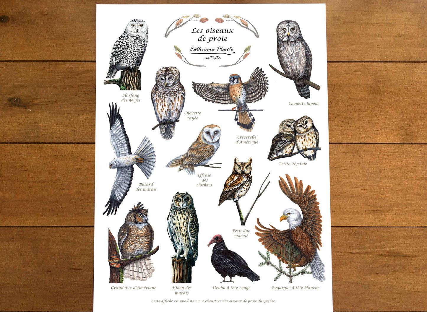Educational Poster - Birds of Prey