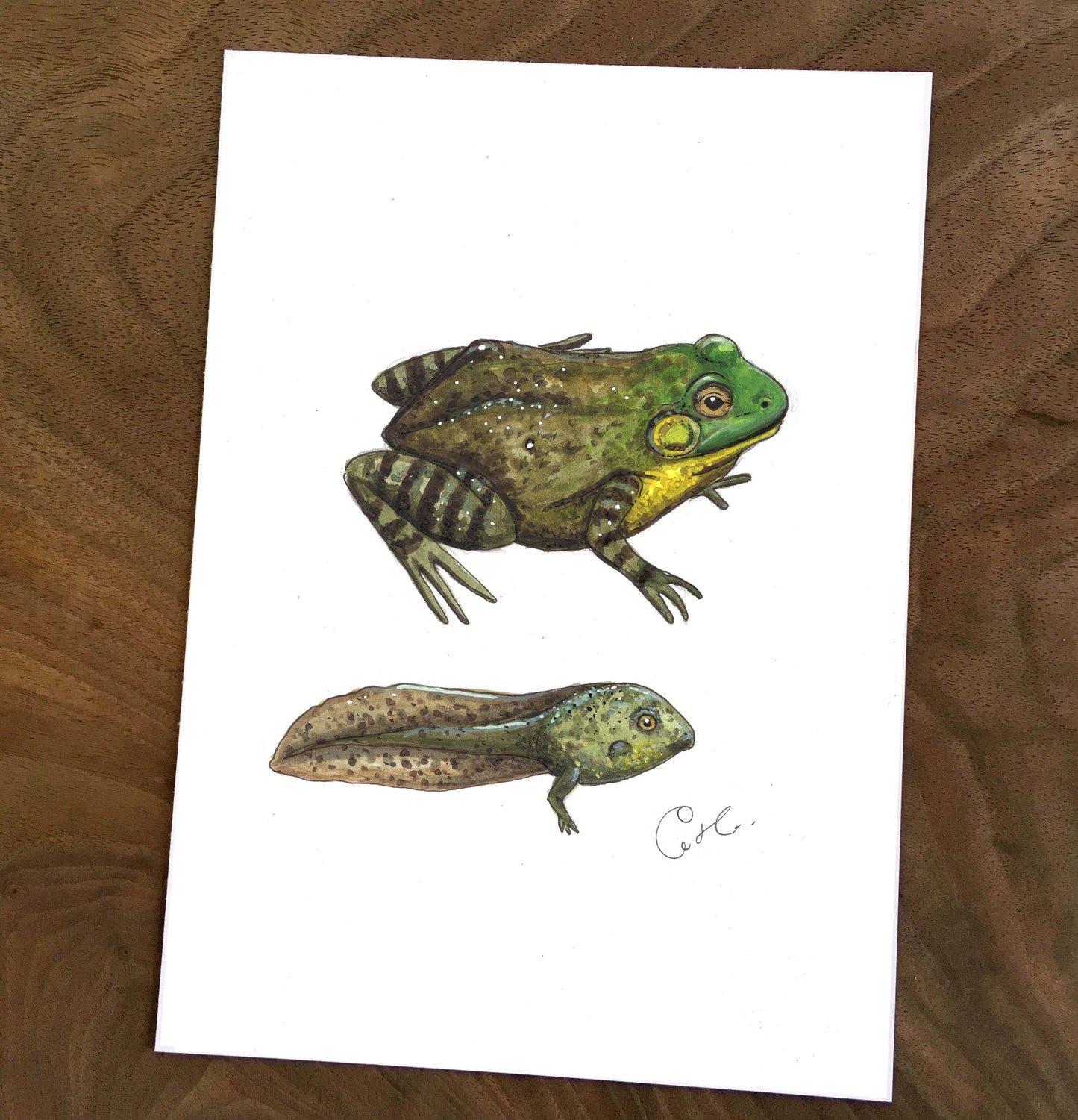 Small Original Illustrations - Selection of Five Works of Amphibians and Reptiles