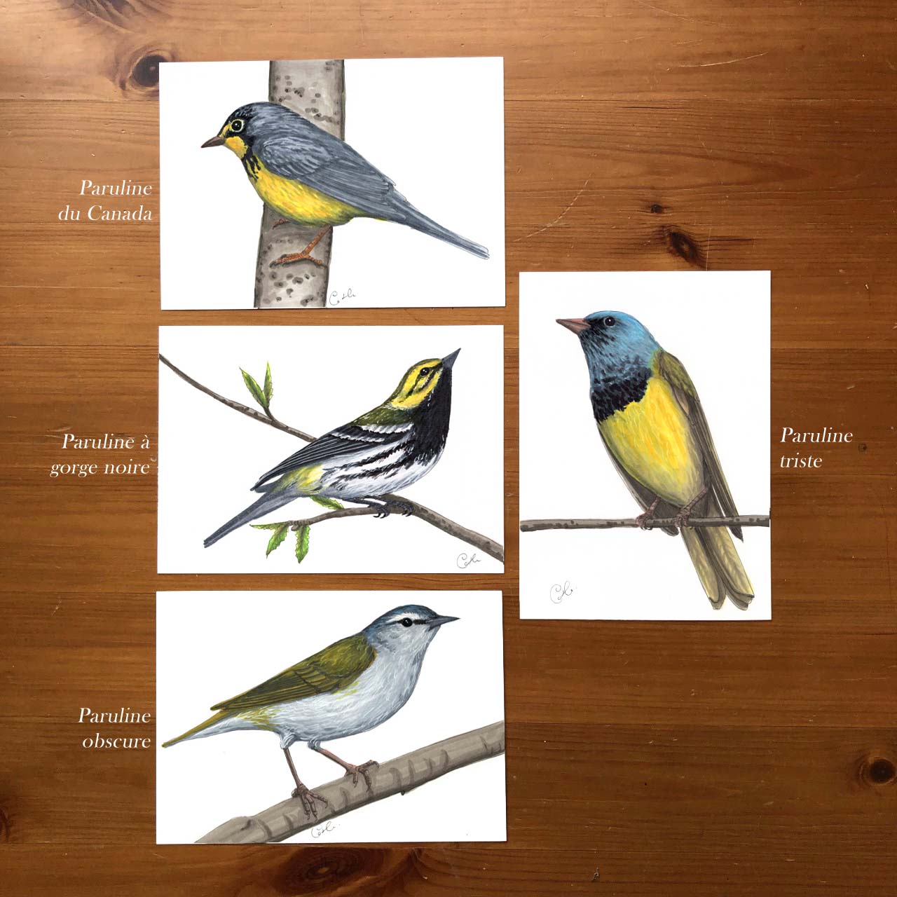 Petites illustrations originales - Choix de quatre illustrations de parulines