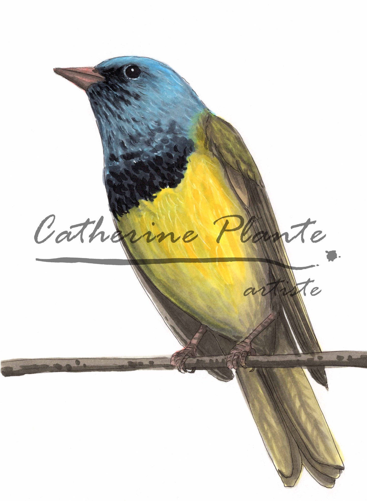 Petites illustrations originales - Choix de quatre illustrations de parulines