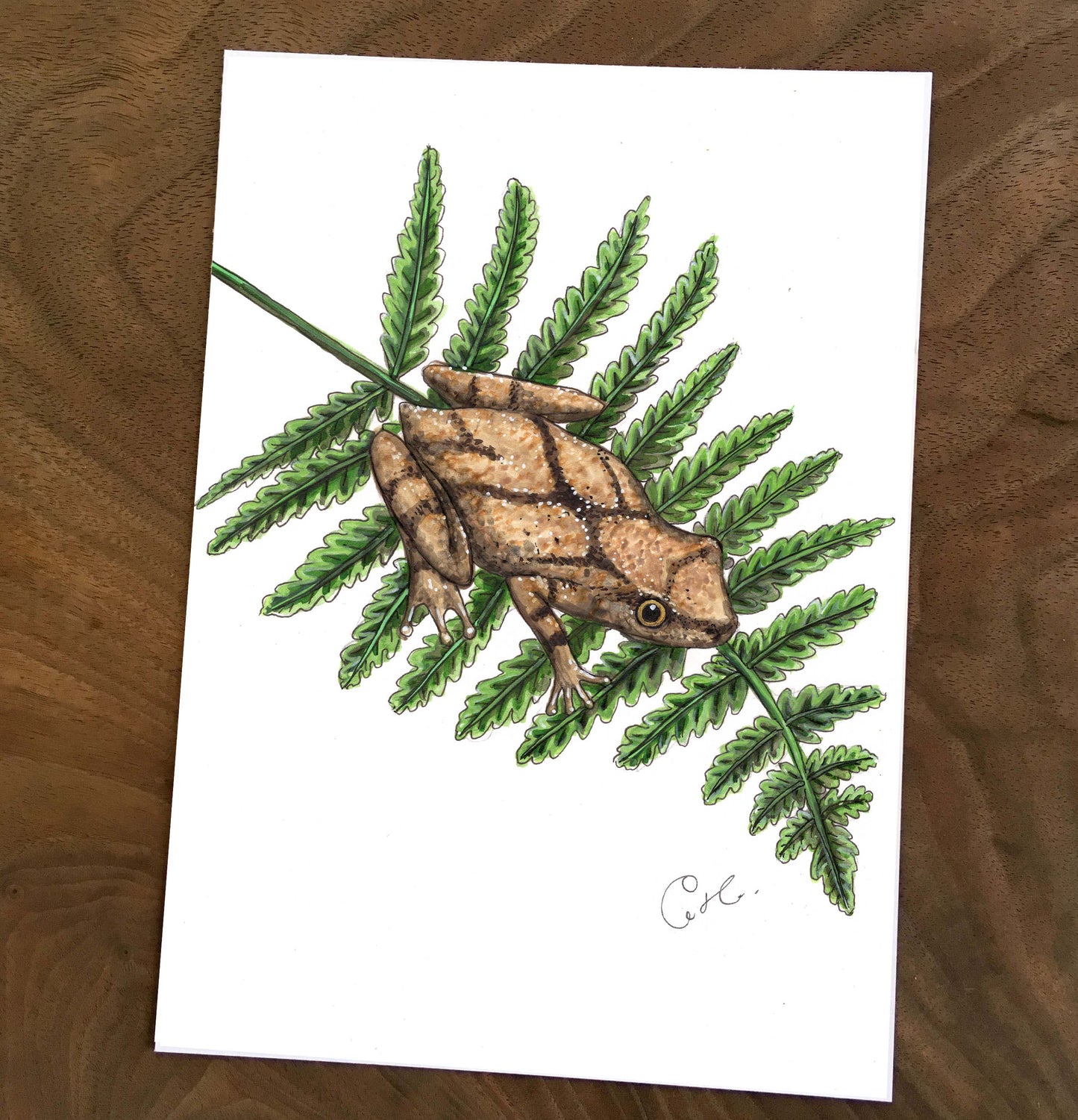 Small Original Illustrations - Selection of Five Works of Amphibians and Reptiles