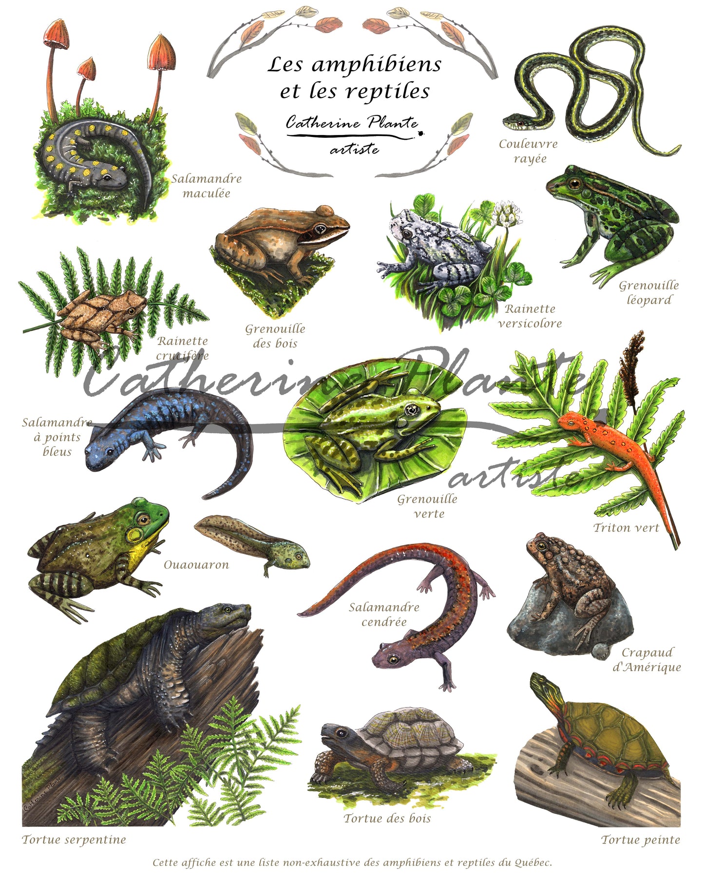Affiche éducative - Les amphibiens et les reptiles