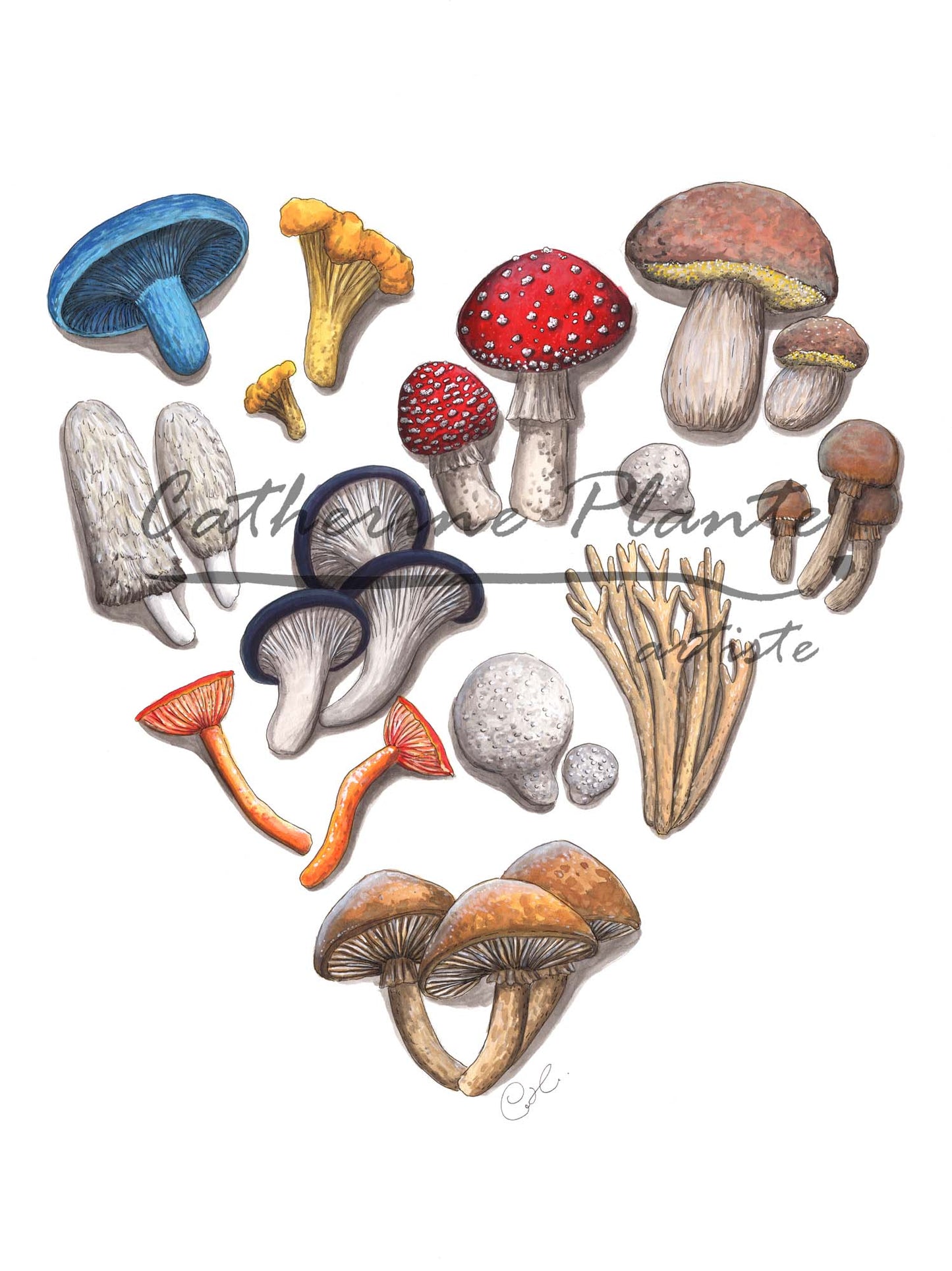 Large original illustration - Mycological symbiosis