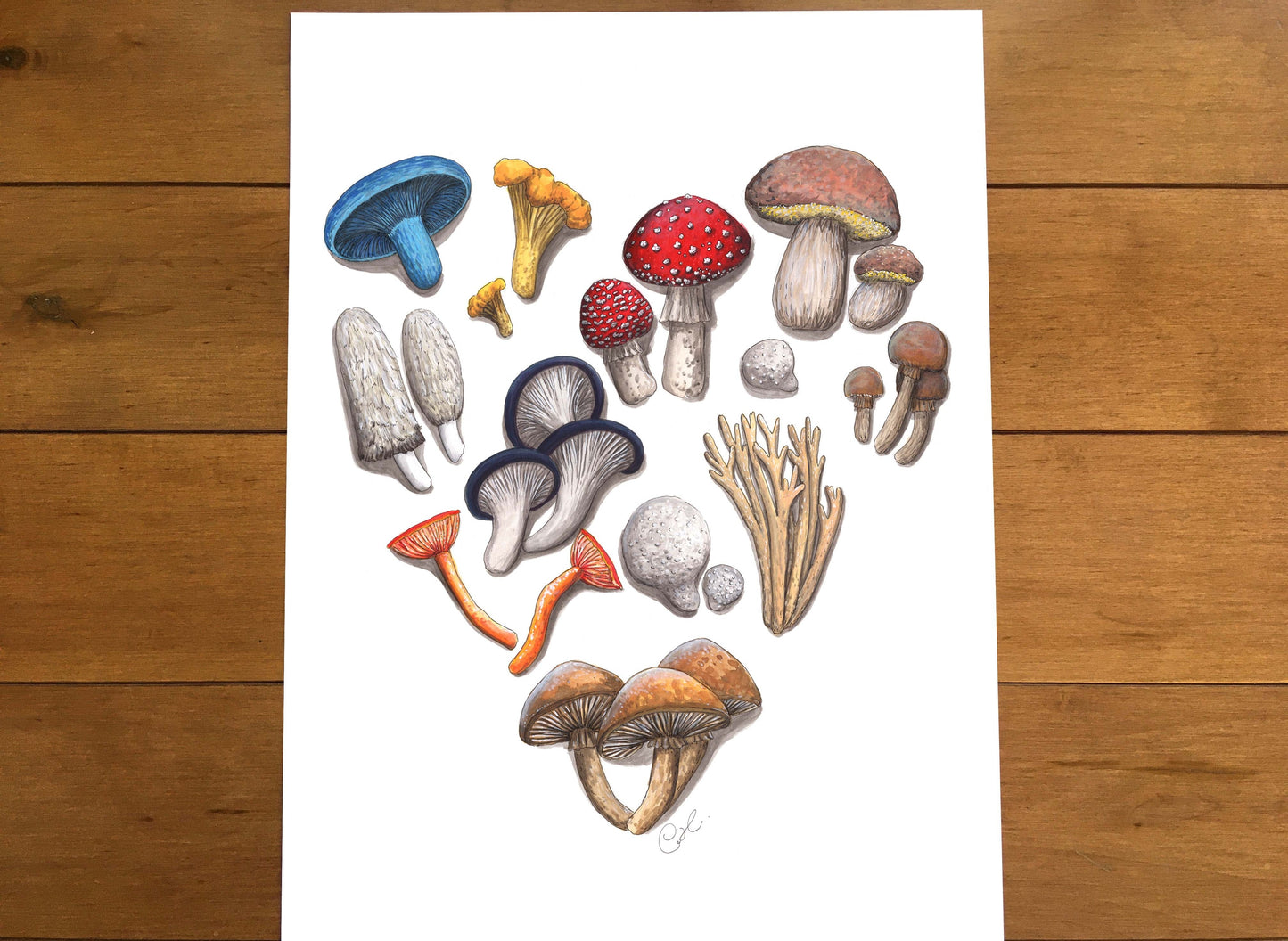 Large original illustration - Mycological symbiosis