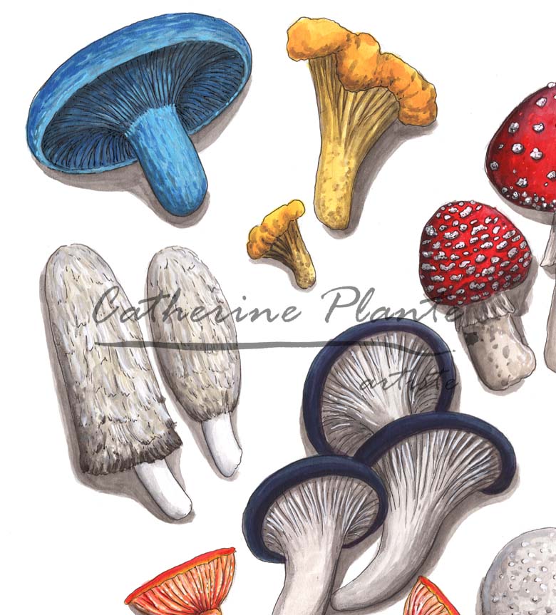 Large original illustration - Mycological symbiosis