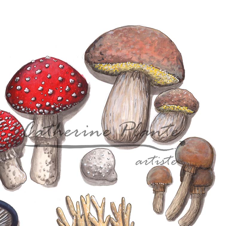 Large original illustration - Mycological symbiosis