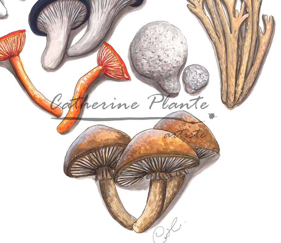 Large original illustration - Mycological symbiosis