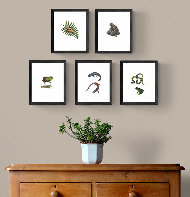Small Original Illustrations - Selection of Five Works of Amphibians and Reptiles