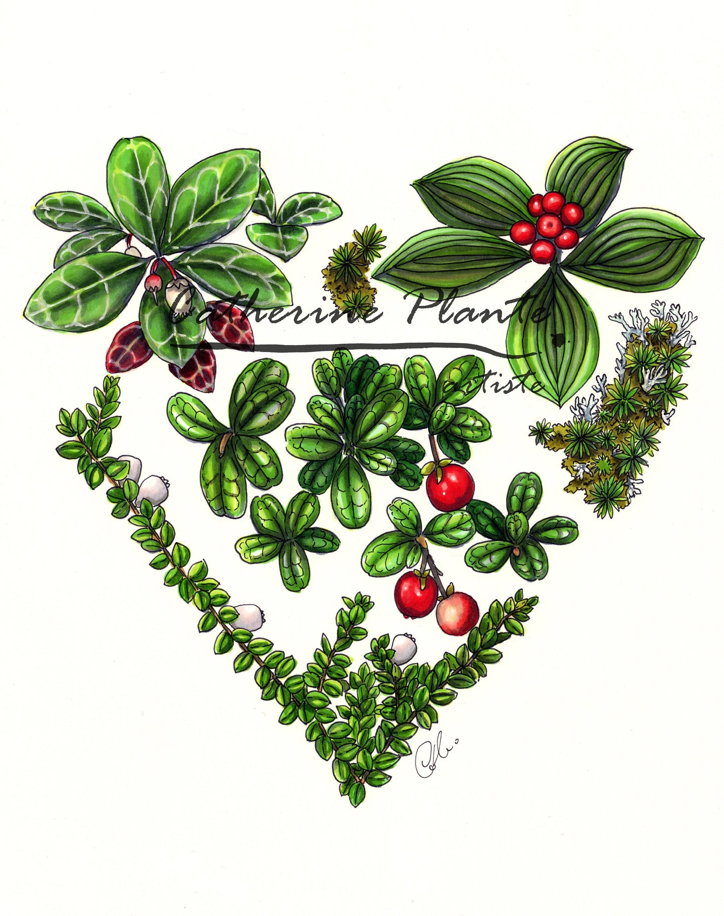 Illustration originale - Coeur de fruits sauvages