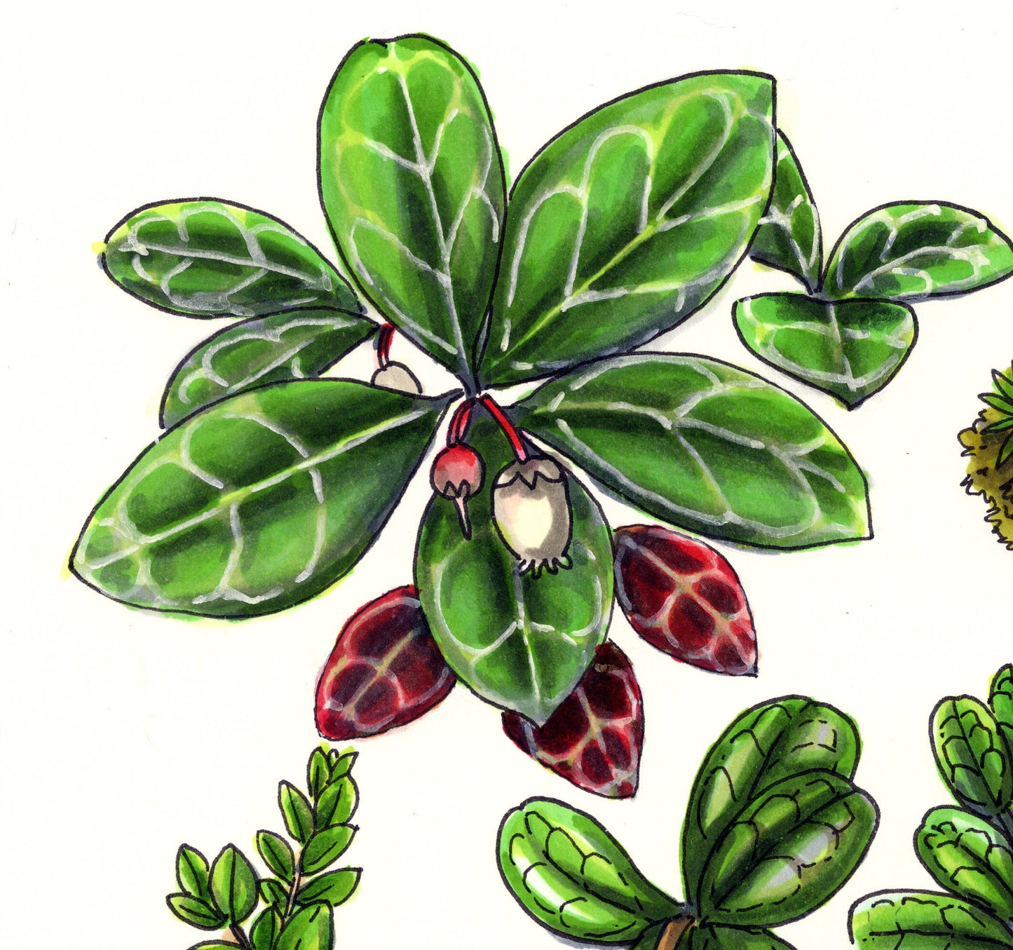 Illustration originale - Coeur de fruits sauvages