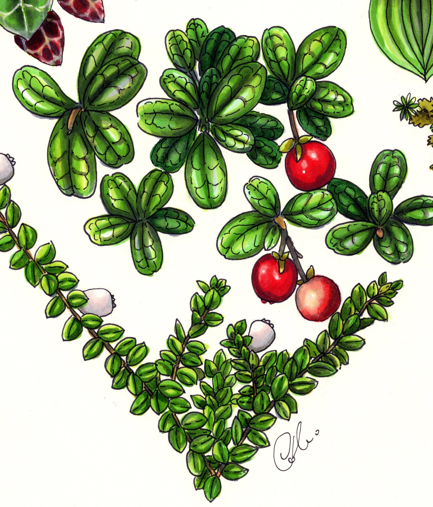 Illustration originale - Coeur de fruits sauvages