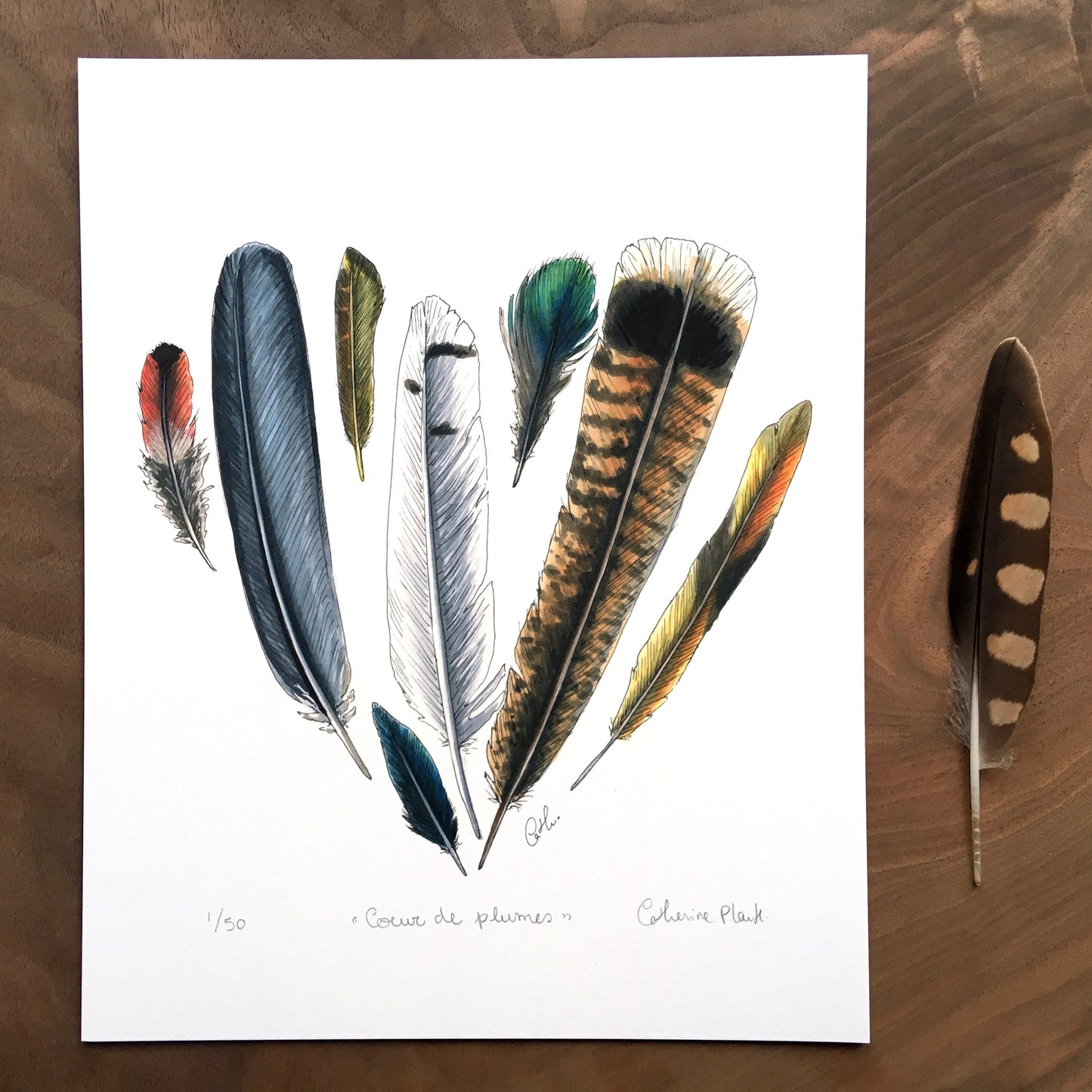 Art Print - Heart of Feathers