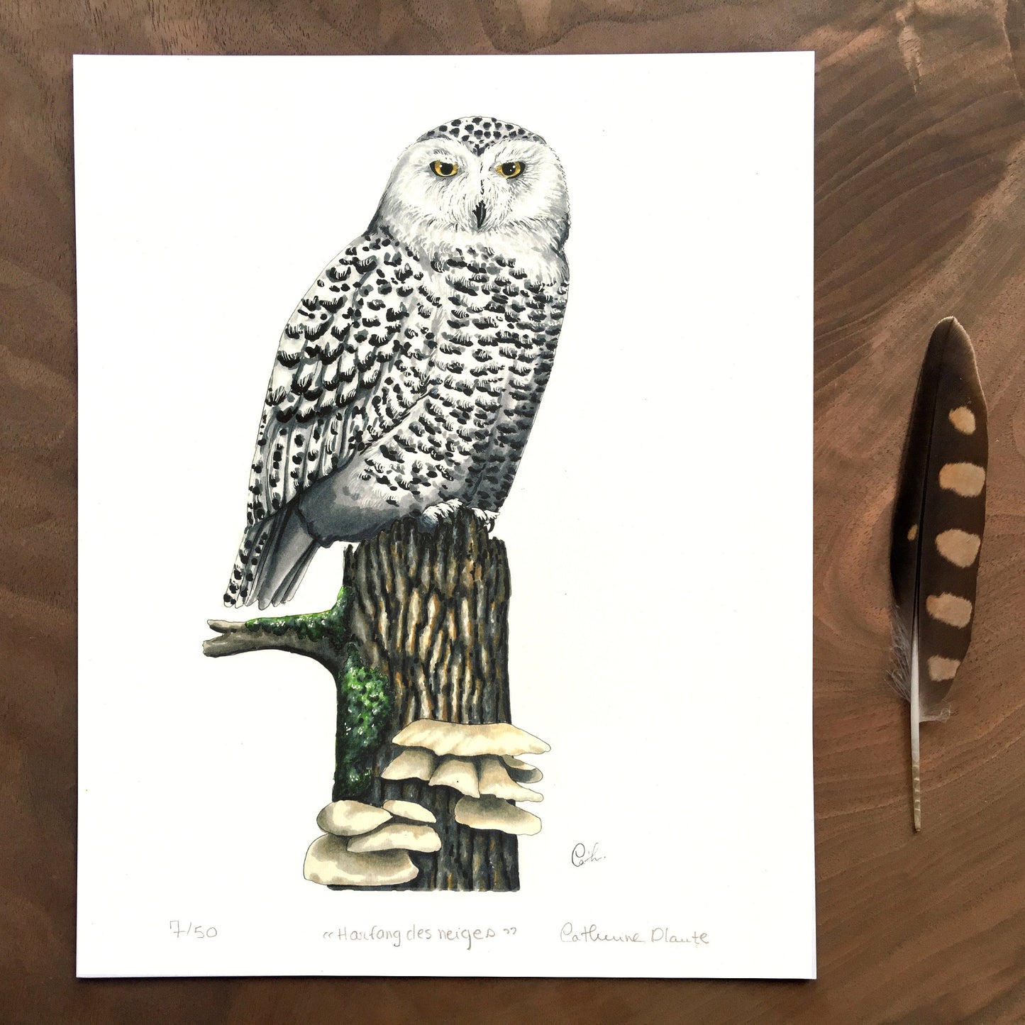 Impression d'art - Harfang des neiges