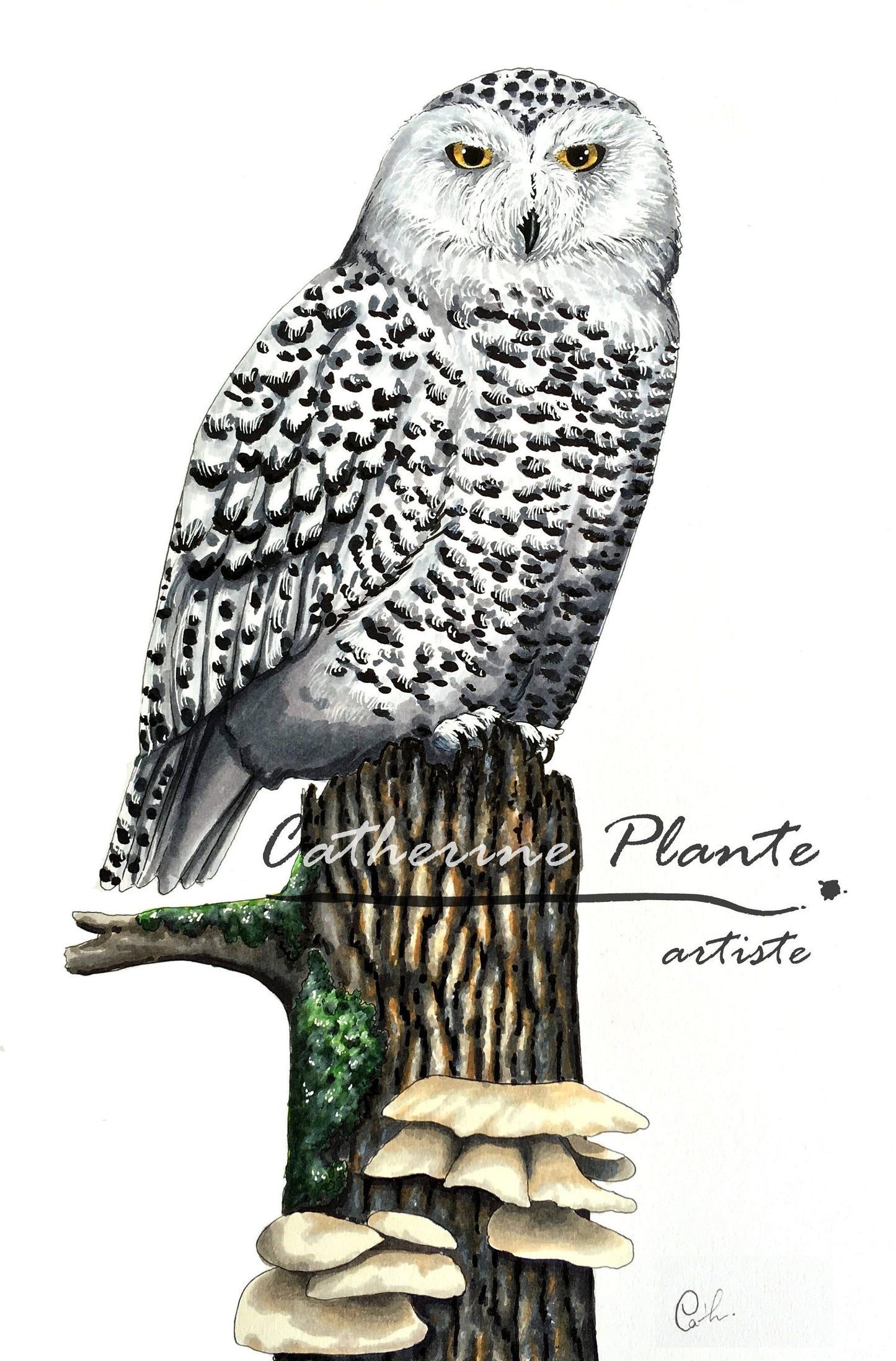 Impression d'art - Harfang des neiges