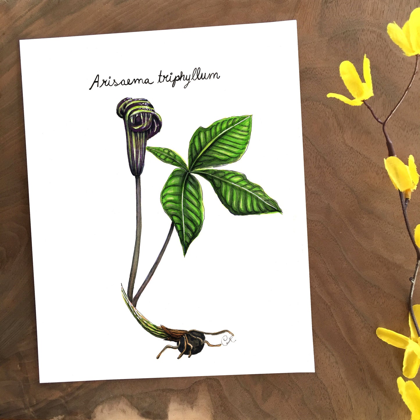 Illustration originale - Petit-prêcheur
