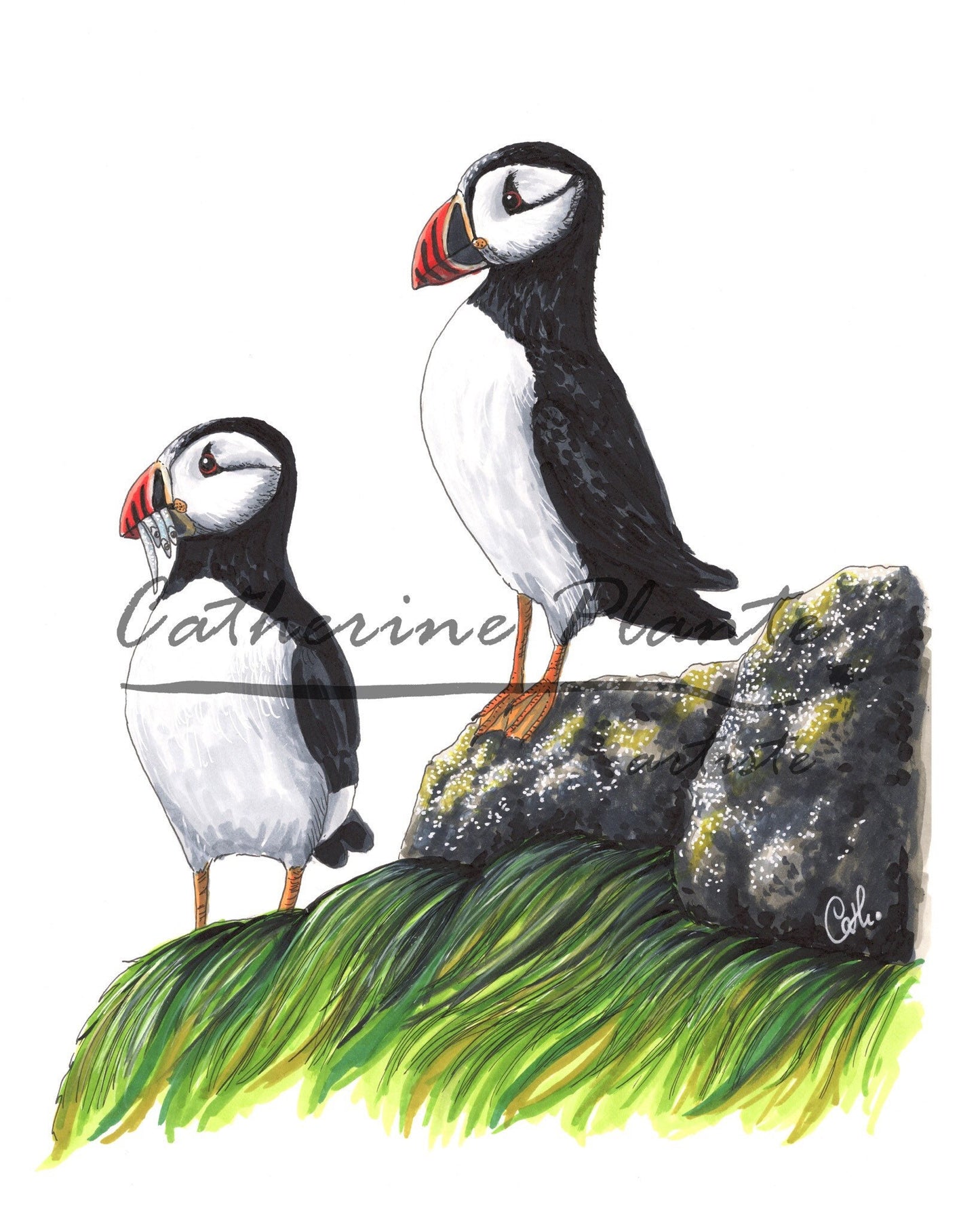 Art Print - Puffin
