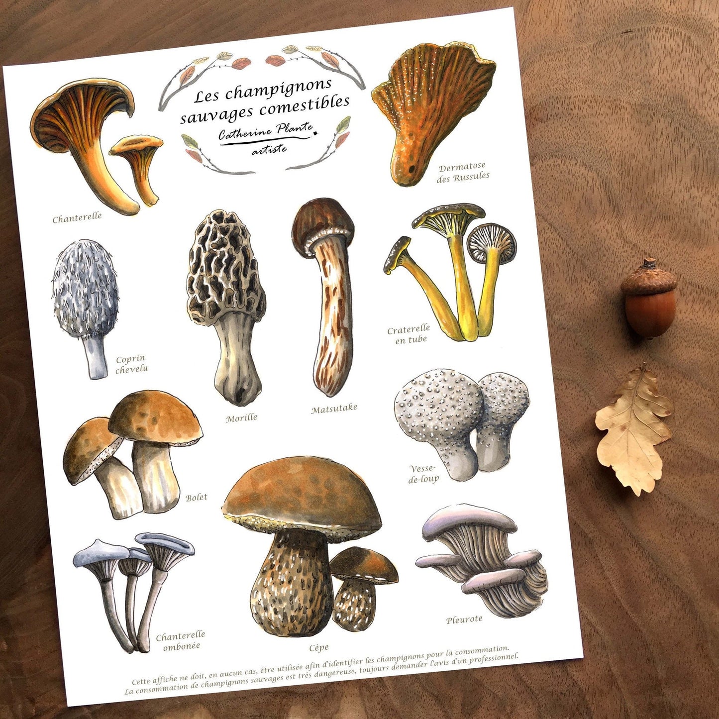 Affiche éducative - Les champignons sauvages comestibles