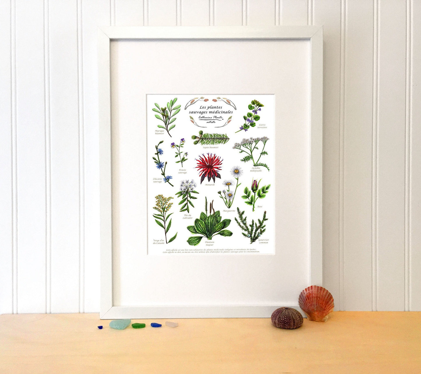 Educational poster - Medicinal wild plants