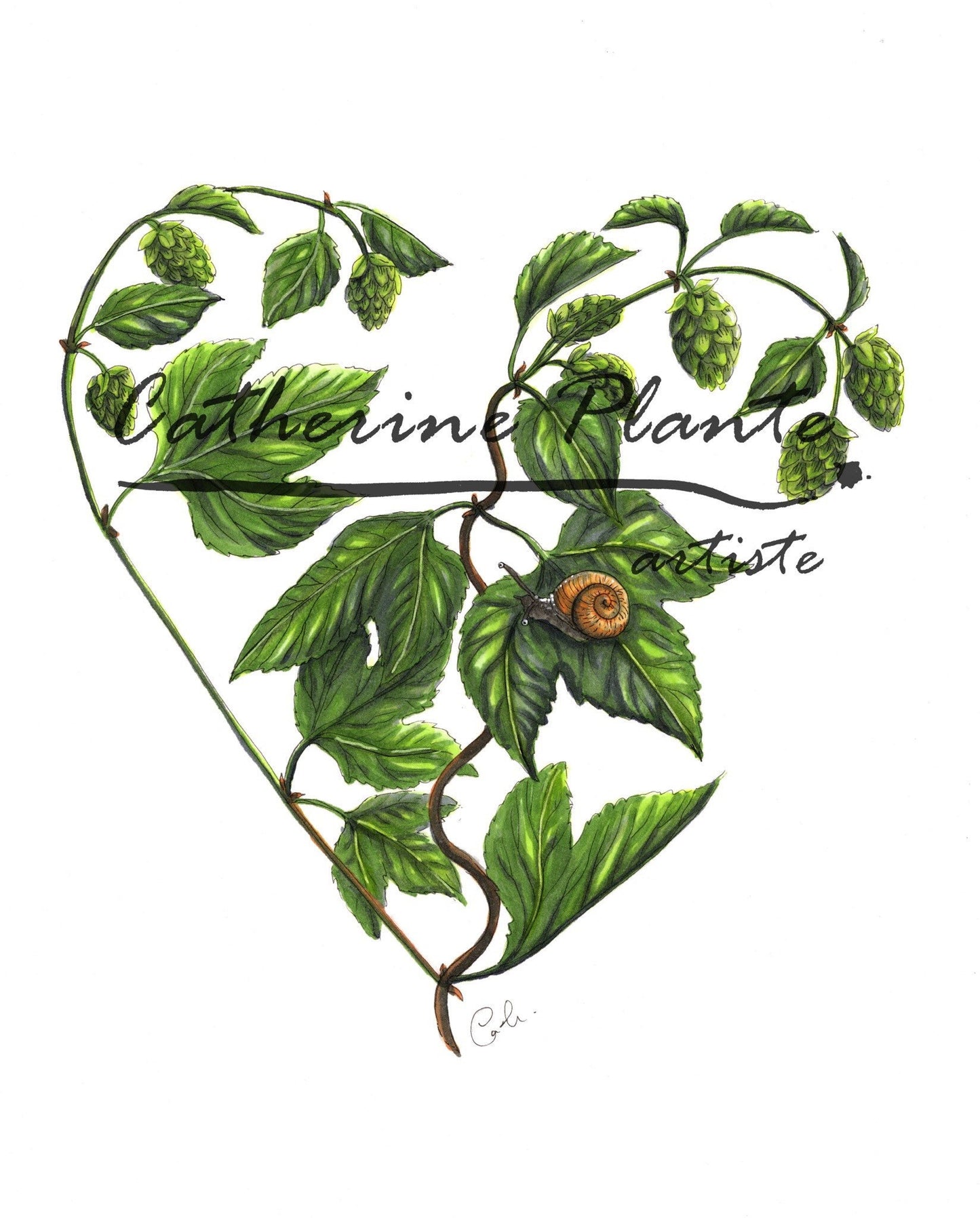 Illustration originale - Coeur de houblon