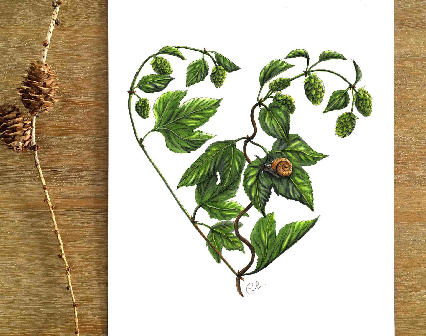 Illustration originale - Coeur de houblon