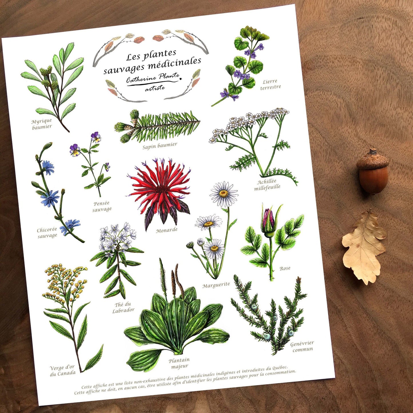 Educational poster - Medicinal wild plants