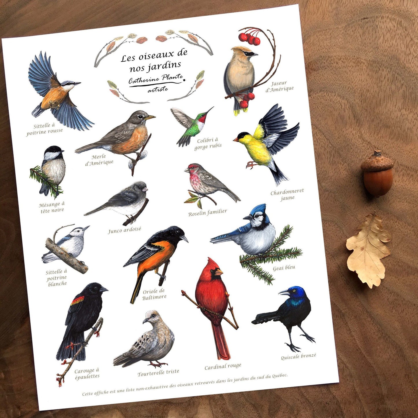 Educational poster - Birds in our gardens