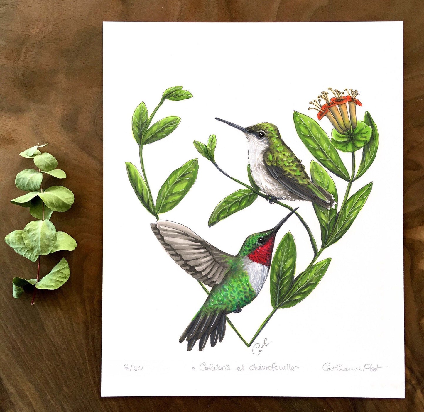 Impression d'art - Colibris et chèvrefeuille