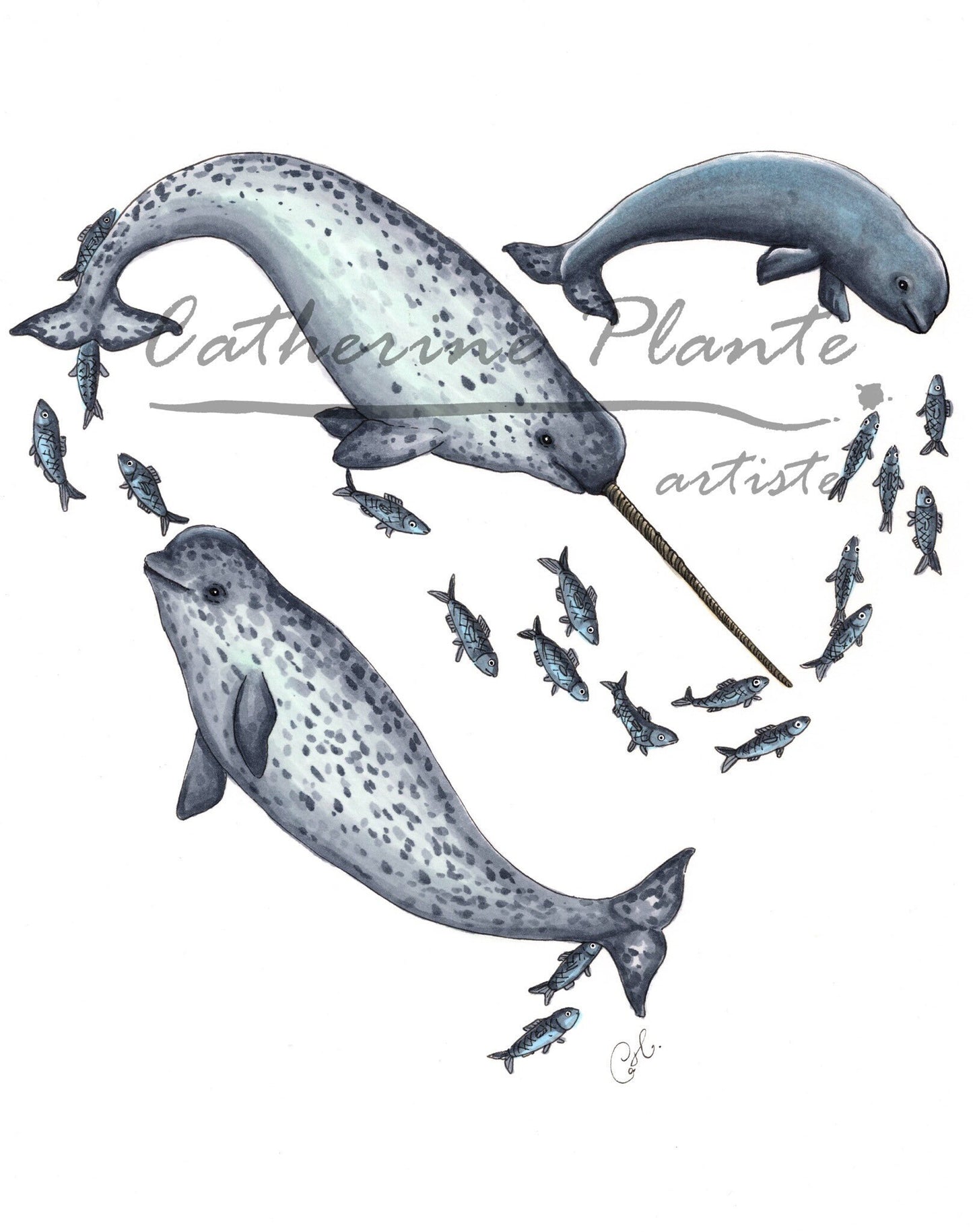 Art Print - Narwhal Heart