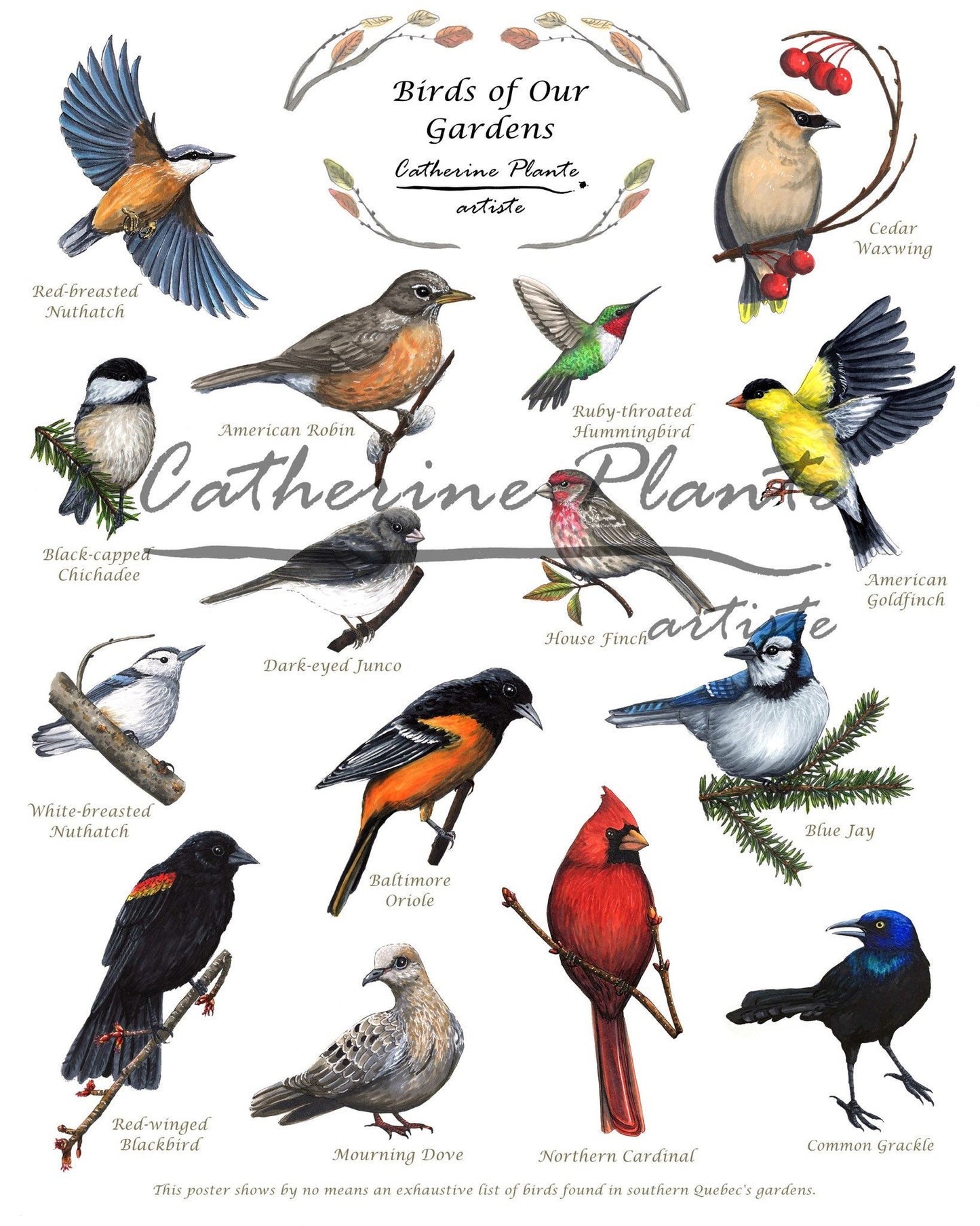 Educational poster - Birds in our gardens