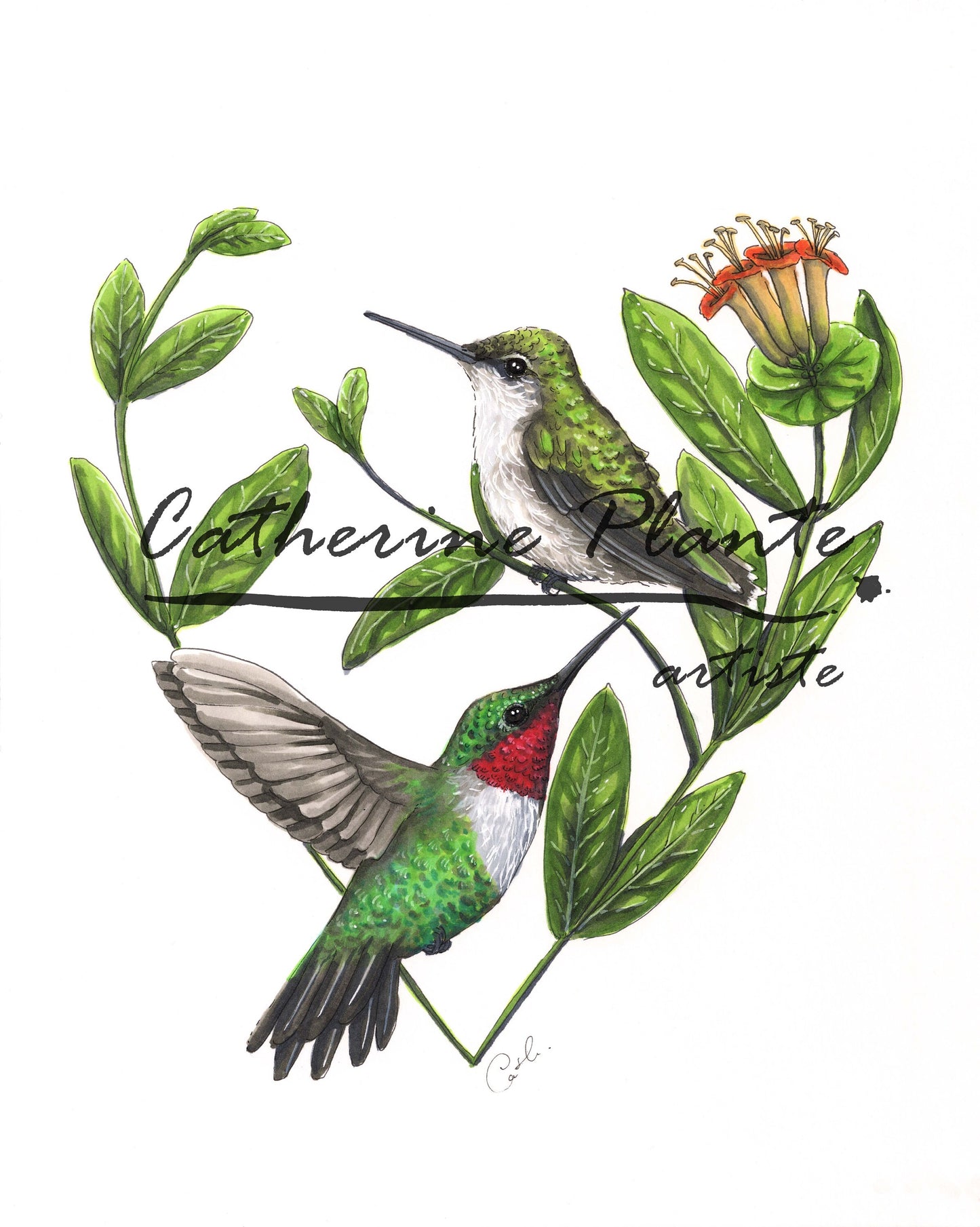 Impression d'art - Colibris et chèvrefeuille