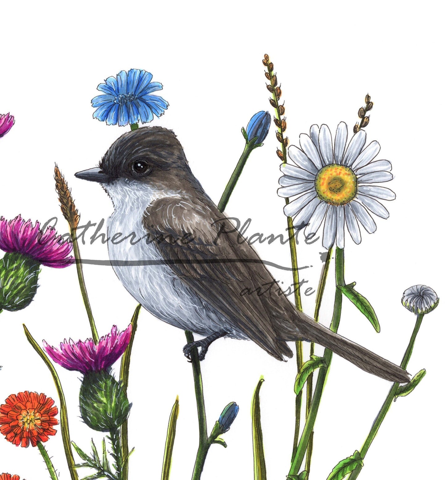 Large Art Print - Flycatcher and Wildflowers